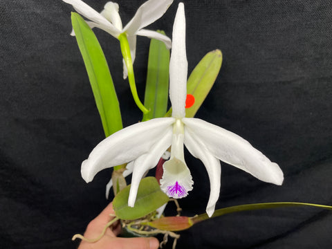 L. perinii (concolor `AWZ' x delicata `AM') Species Cattleya Orchid PLANT #2