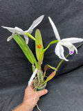 L. perinii (concolor `AWZ' x delicata `AM') Species Cattleya Orchid PLANT #2