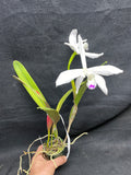 L. perinii (concolor `AWZ' x delicata `AM') Species Cattleya Orchid PLANT #2