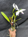L. perinii (concolor `AWZ' x delicata `AM') Species Cattleya Orchid PLANT #2