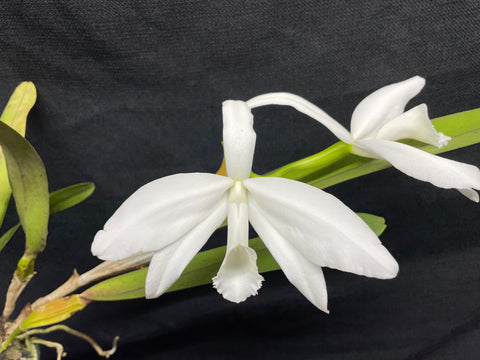 L. perinii (delicata `AM' x alba `RK') Species Cattleya Orchid PLANT #1