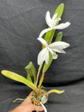 L. perinii (delicata `AM' x alba `RK') Species Cattleya Orchid PLANT #1