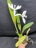 L. perinii (delicata `AM' x alba `RK') Species Cattleya Orchid PLANT #1