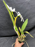 L. perinii (delicata `AM' x alba `RK') Species Cattleya Orchid PLANT #1