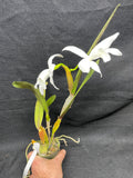 L. perinii (delicata `AM' x alba `RK') Species Cattleya Orchid PLANT #1