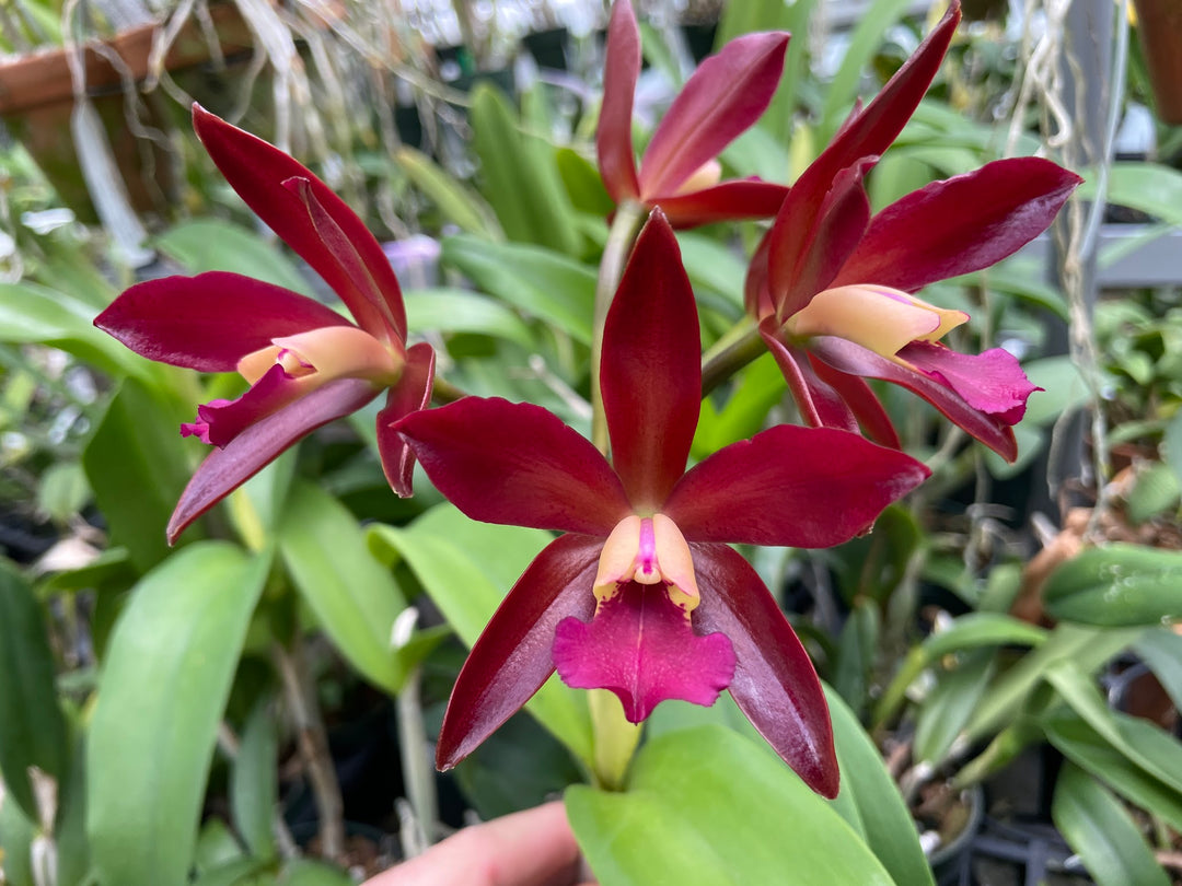 C. Chocolate Drop (`Volcano Queen&