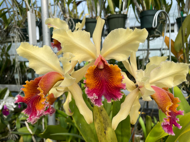 C. Andromaque (Triumphans x warscewiczii) Cattleya Orchid Plant FLASK C