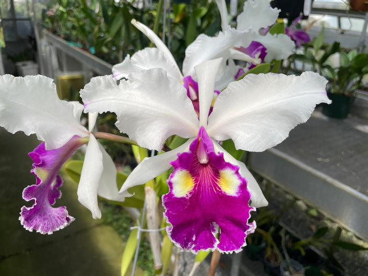 C. Andromaque (Triumphans x warscewiczii) Cattleya Orchid Plant FLASK C