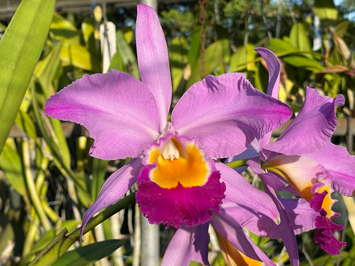 C. wallisii (eldorado) `Mt. Ito&