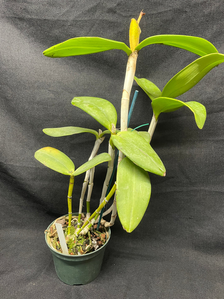 C. granulosa (`Michael&