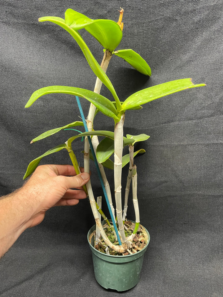 C. granulosa (`Michael&