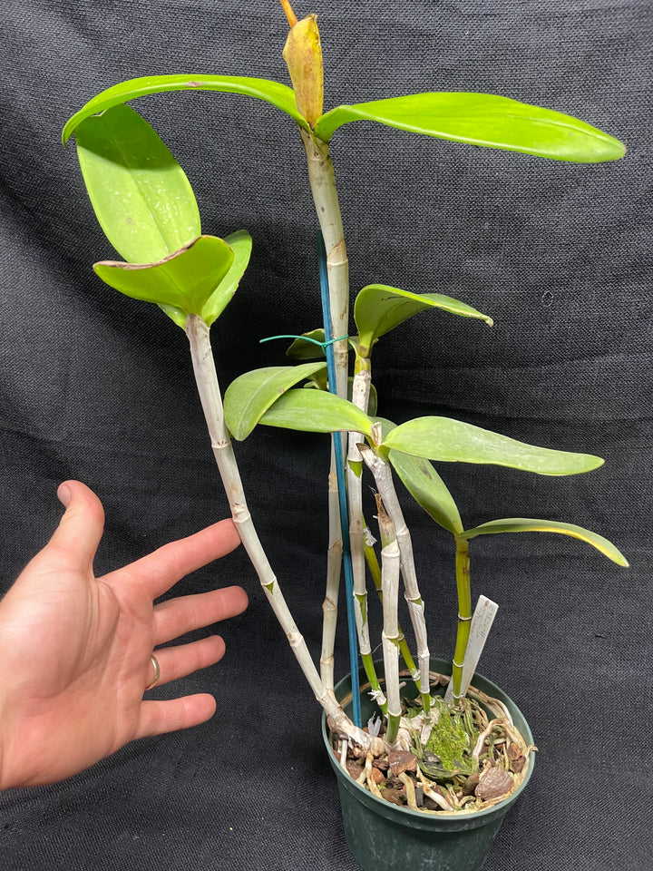 C. granulosa (`Michael&