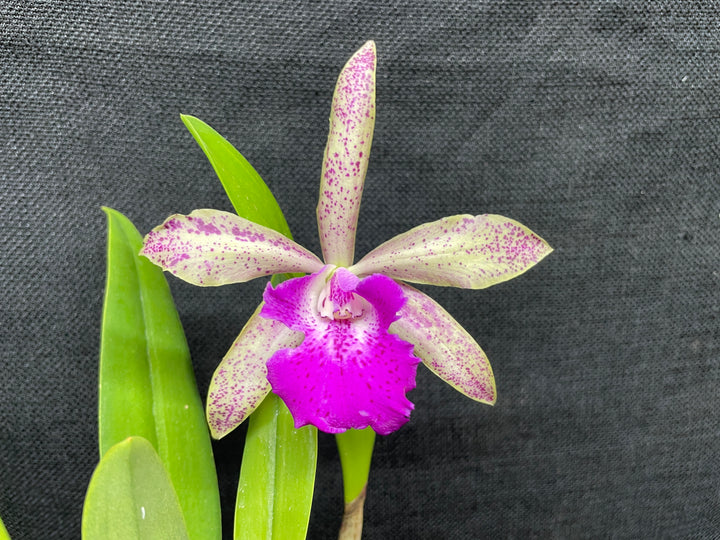 Blc. (Spotted Charm x Akimi Hanada) Cattleya Orchid Plant Div 1