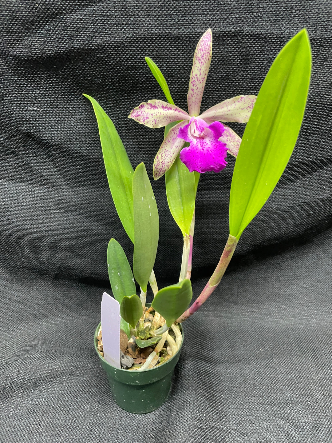 Blc. (Spotted Charm x Akimi Hanada) Cattleya Orchid Plant Div 1
