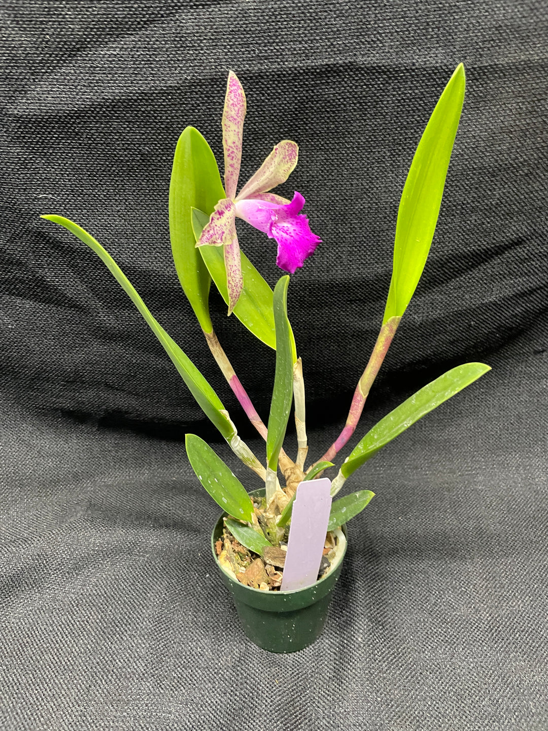Blc. (Spotted Charm x Akimi Hanada) Cattleya Orchid Plant Div 1