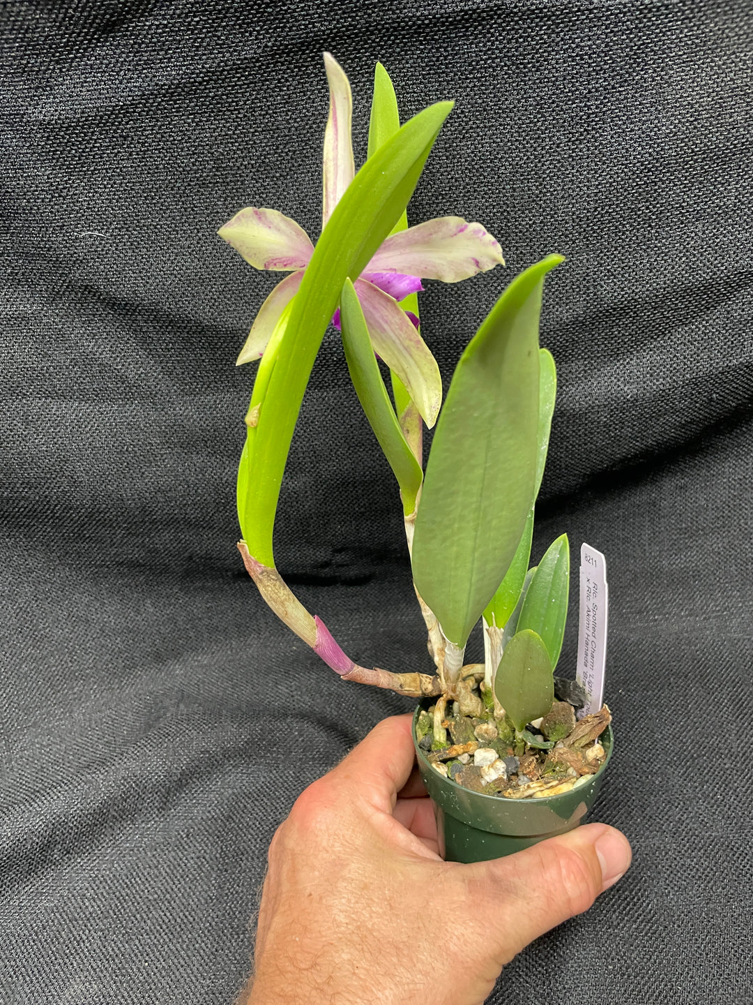 Blc. (Spotted Charm x Akimi Hanada) Cattleya Orchid Plant Div 1