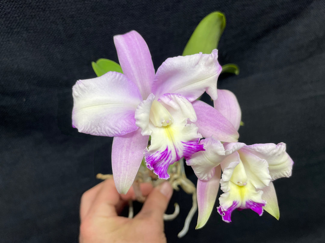 Lc. (LIttle Dipper x L. jongheana) Cattleya Orchid Plant Div 1