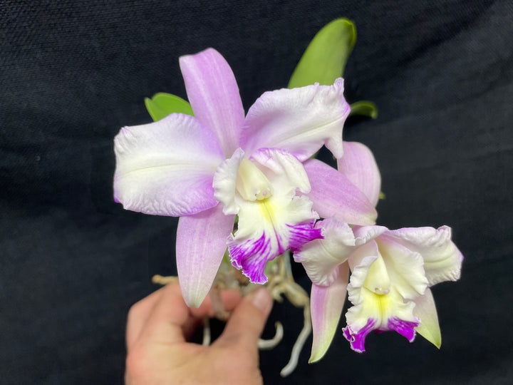 Lc. (LIttle Dipper x L. jongheana) Cattleya Orchid Plant Div 1