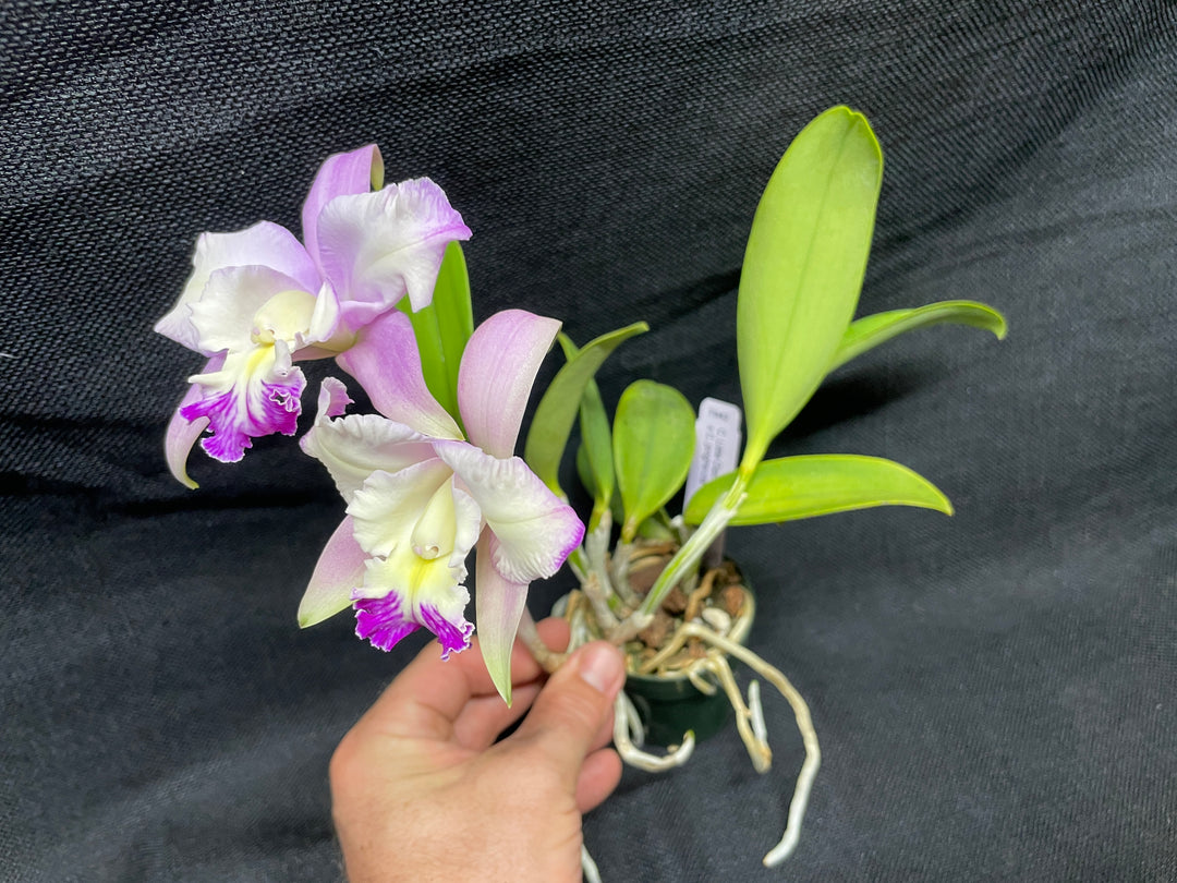Lc. (LIttle Dipper x L. jongheana) Cattleya Orchid Plant Div 1