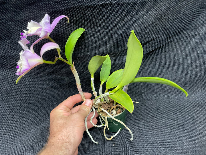 Lc. (LIttle Dipper x L. jongheana) Cattleya Orchid Plant Div 1