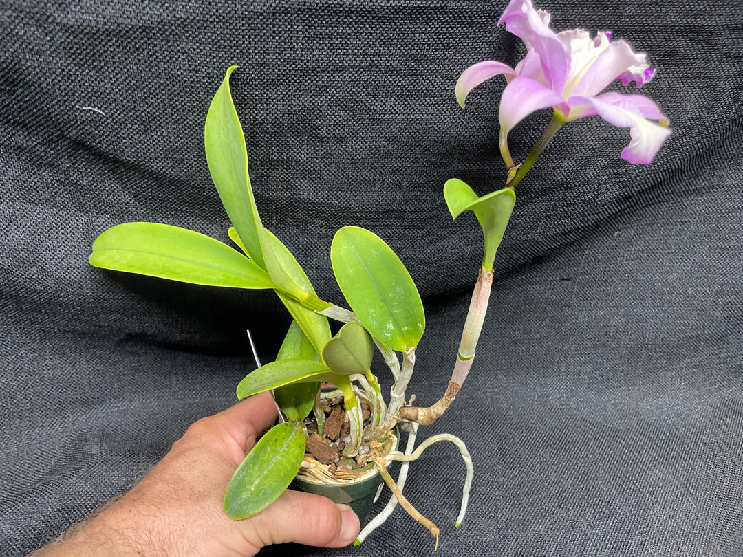 Lc. (LIttle Dipper x L. jongheana) Cattleya Orchid Plant Div 1