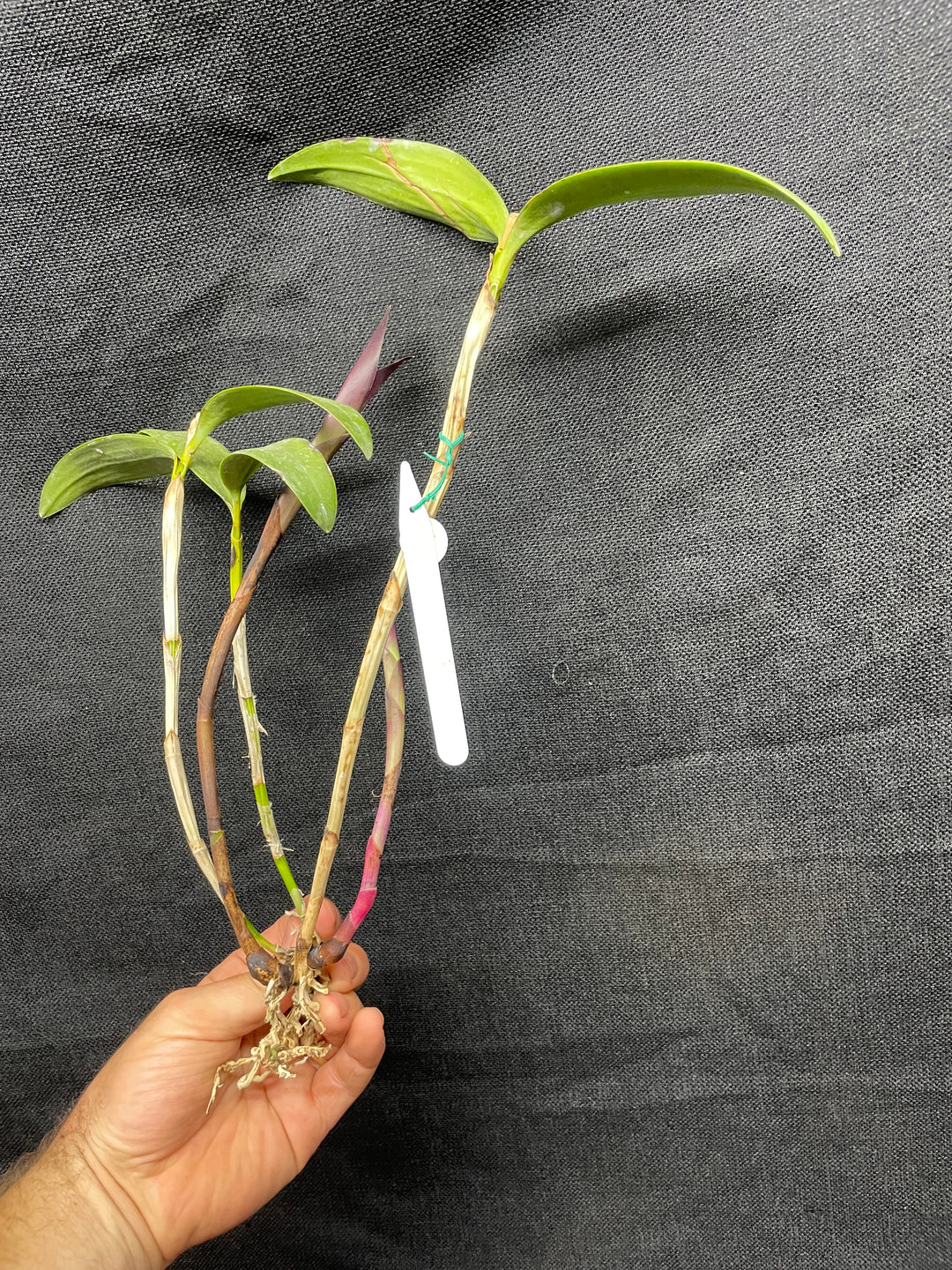 C. dormaniana `Shane&