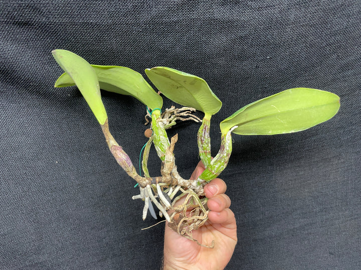 C. walkeriana `Dayane Wenzel&