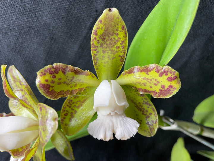 C. (schoefieldiana `Tesch&