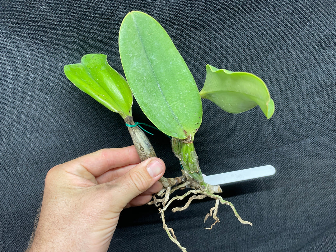 C. walkeriana `Dayane Wenzel&