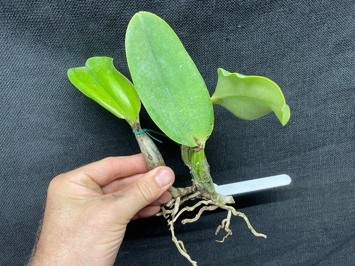 C. walkeriana `Dayane Wenzel&