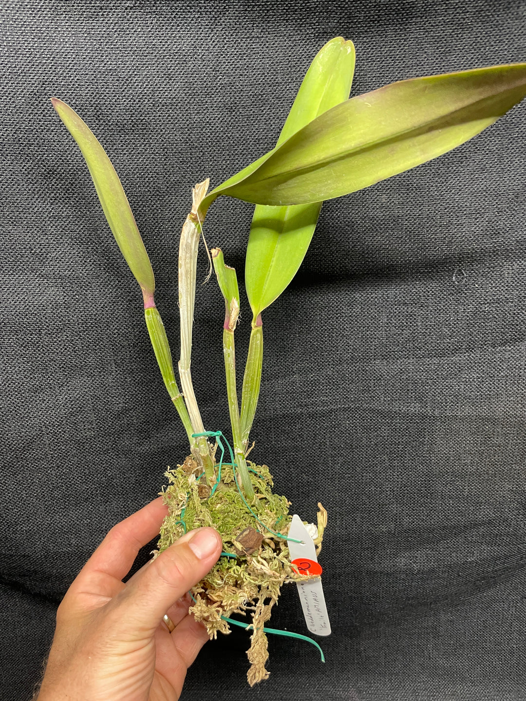 C. lueddemanniana `Yamile&