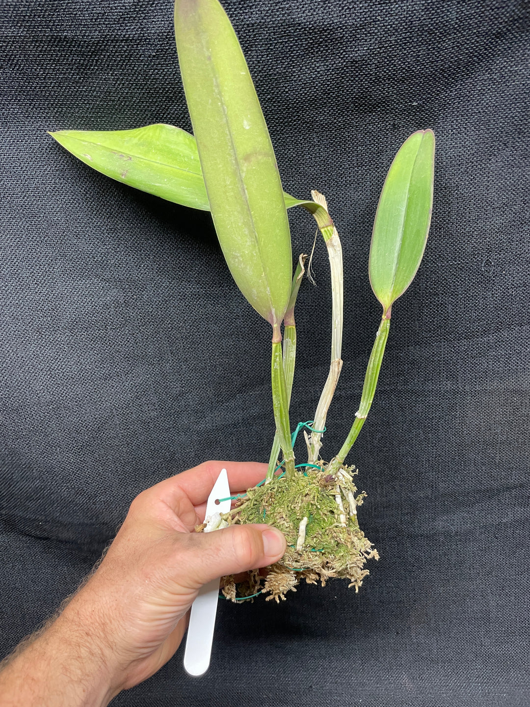 C. lueddemanniana `Yamile&