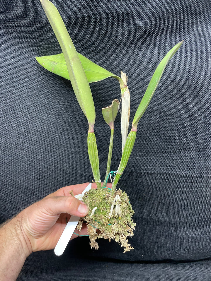 C. lueddemanniana `Yamile&