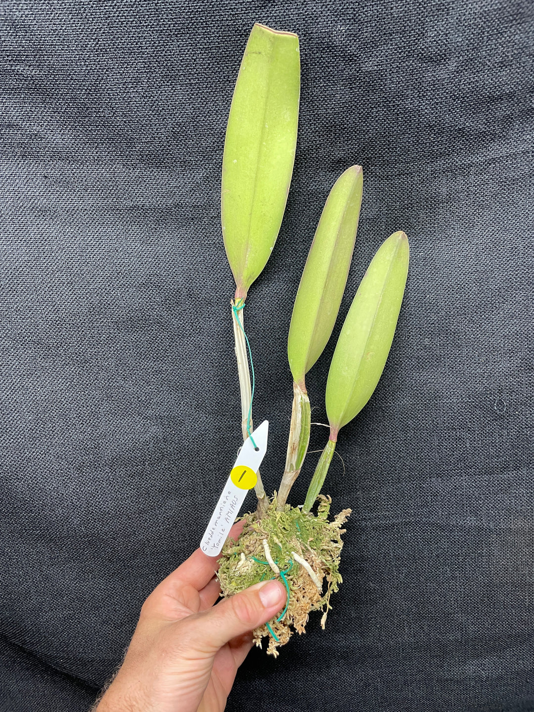 C. lueddemanniana `Yamile&