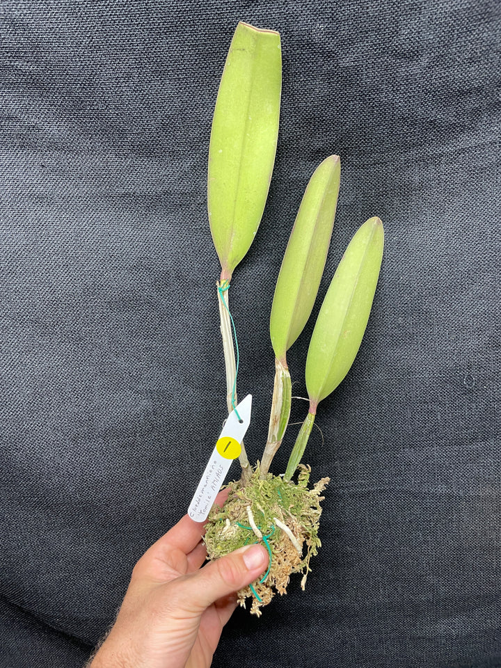 C. lueddemanniana `Yamile&