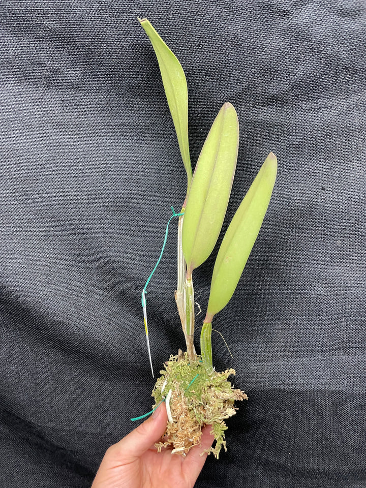 C. lueddemanniana `Yamile&