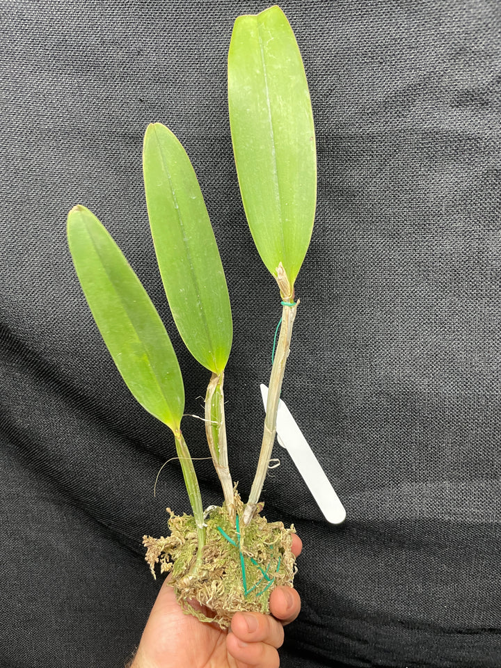 C. lueddemanniana `Yamile&