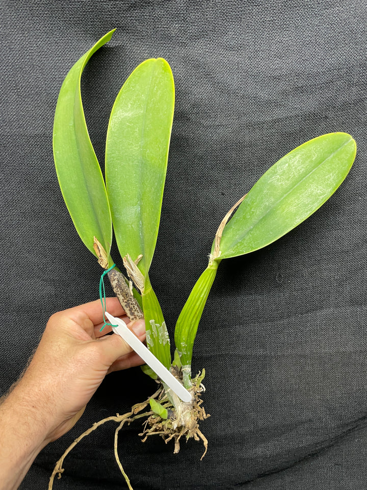 C. mendelii `Stuart Low&