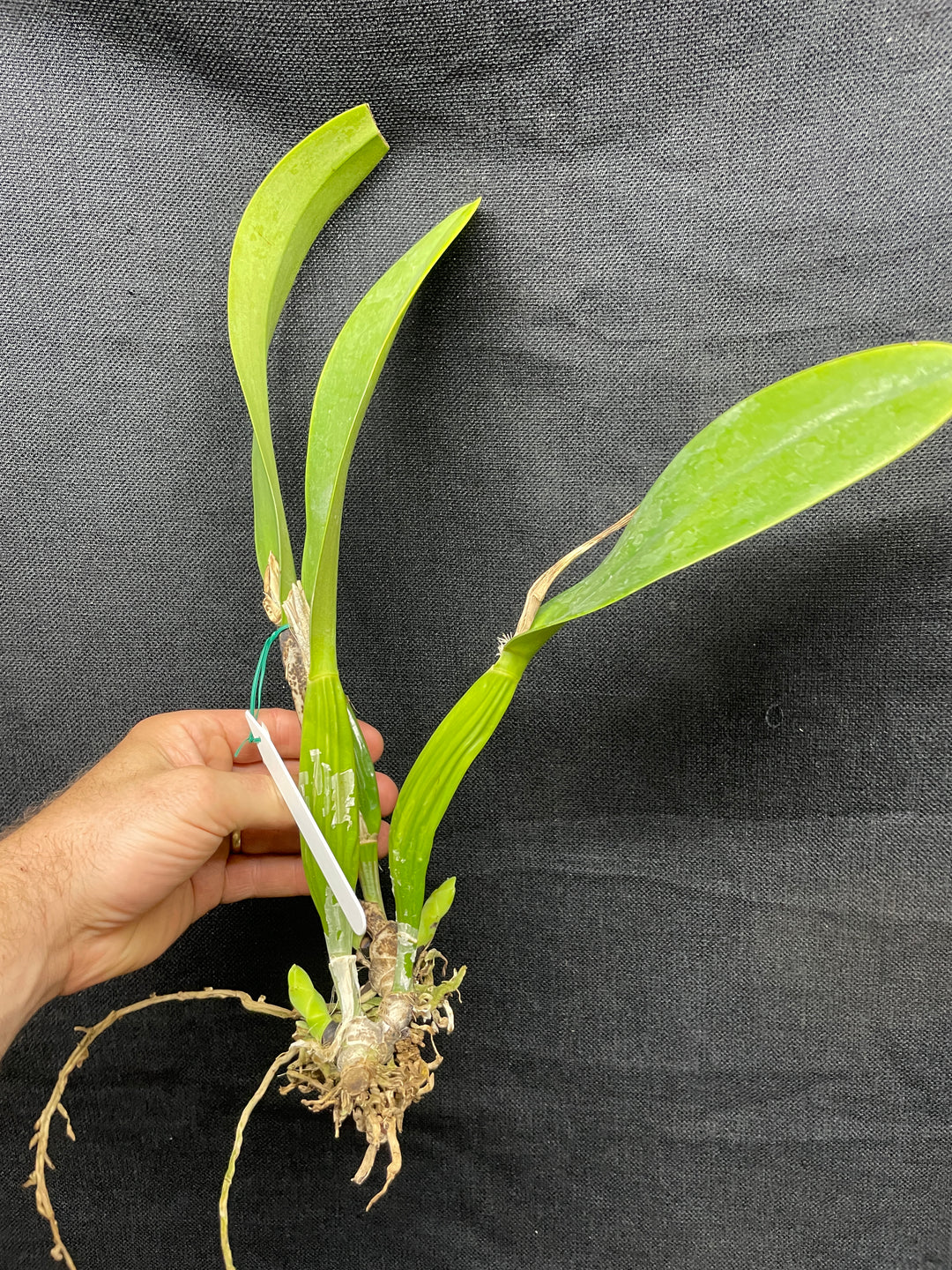 C. mendelii `Stuart Low&