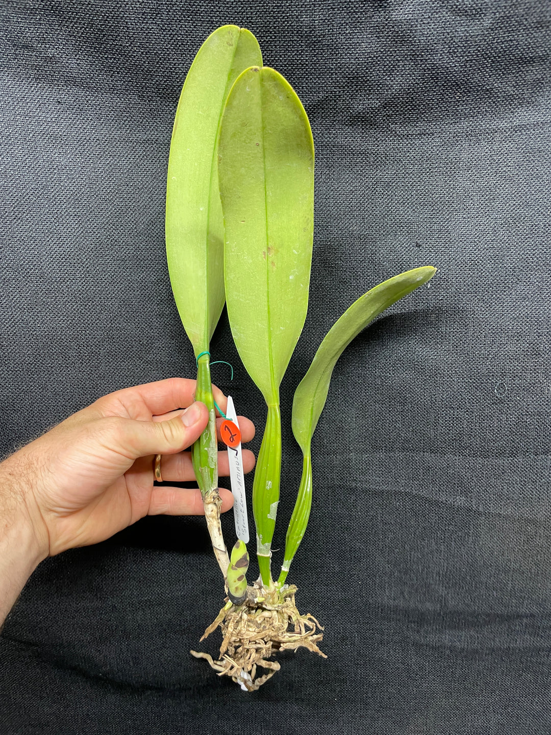 C. mendelii `Stuart Low&