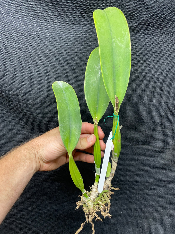 C. mendelii `Stuart Low&