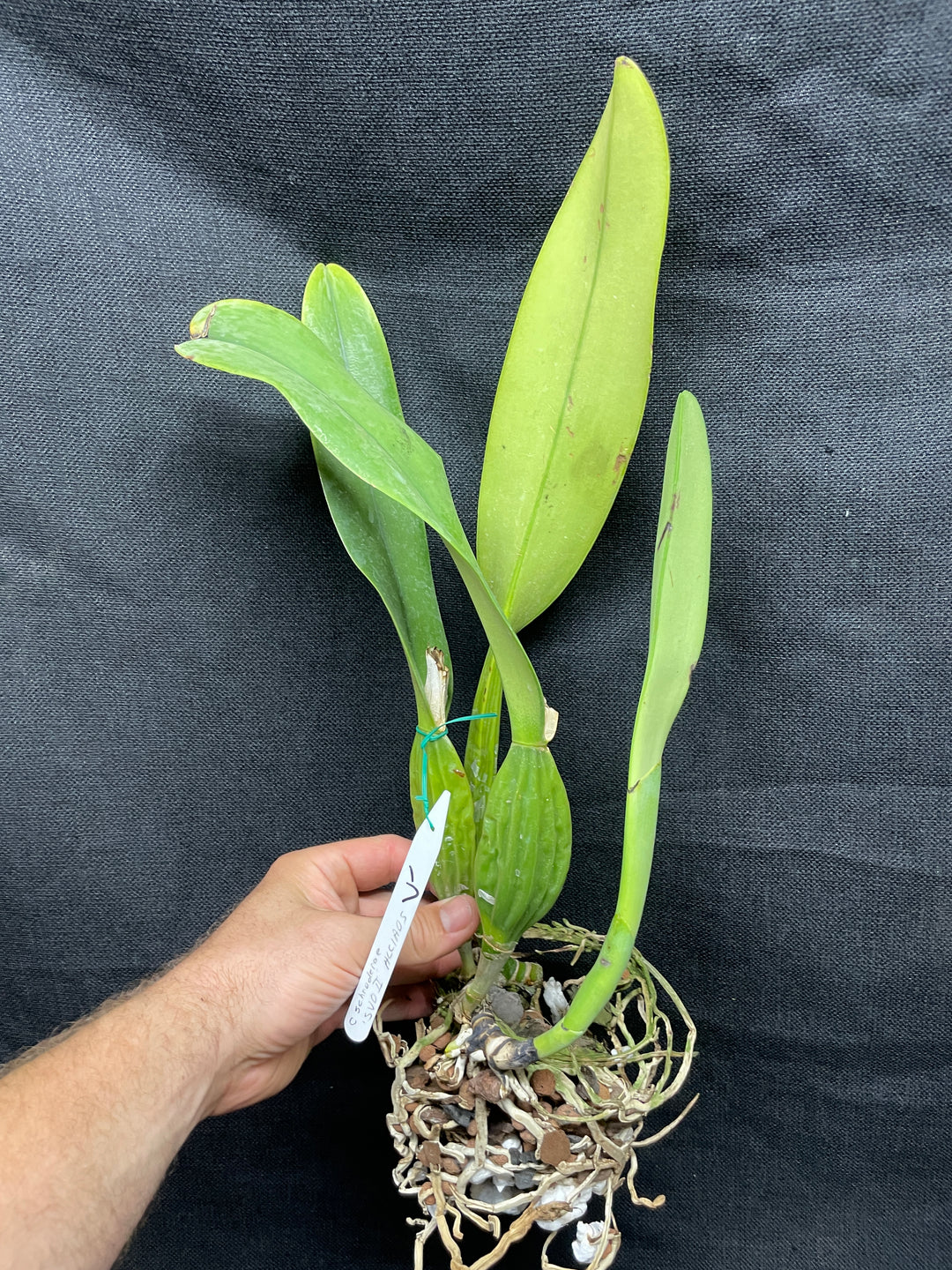 C. schroederae `SVO II&