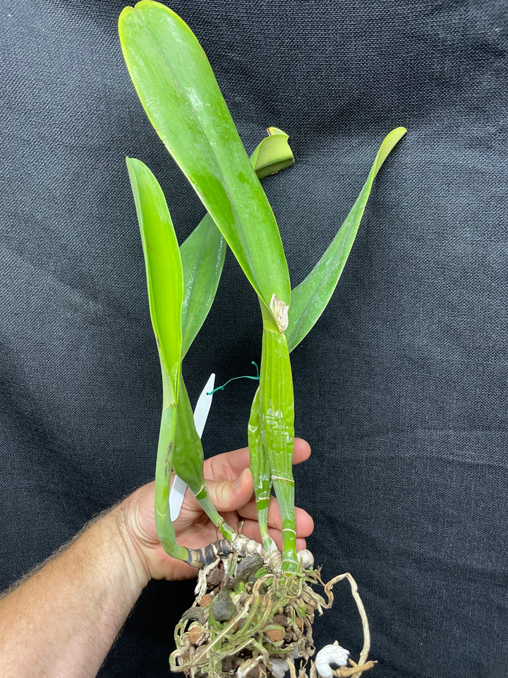 C. schroederae `SVO II&