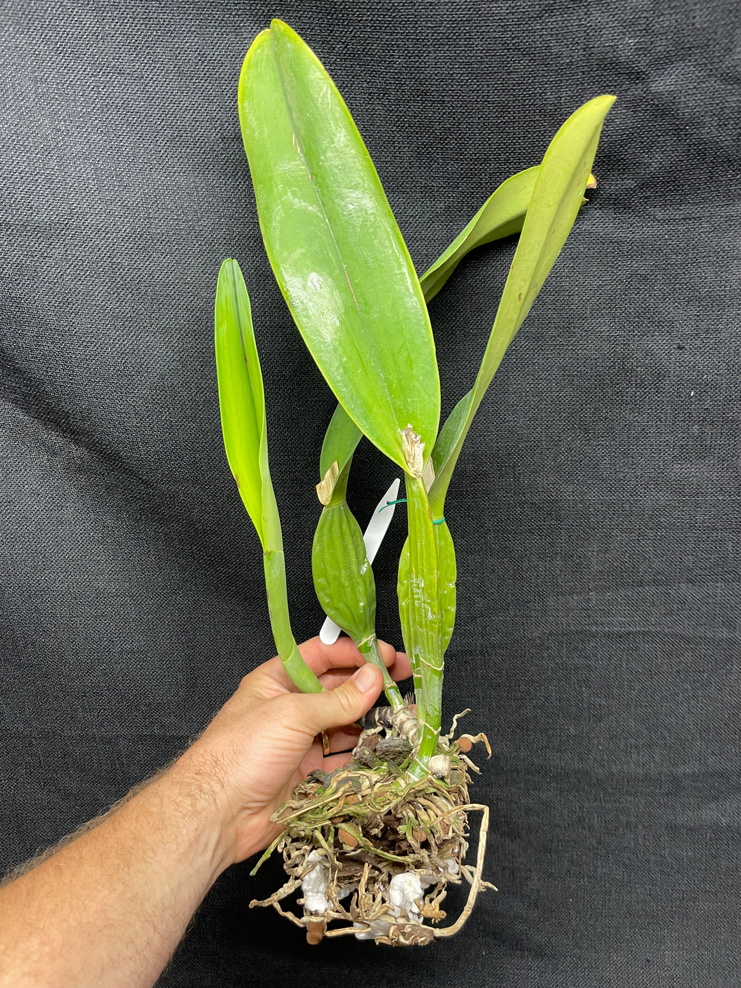 C. schroederae `SVO II&