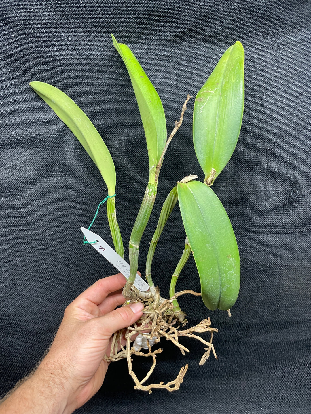 C. lueddemanniana `Leslie&