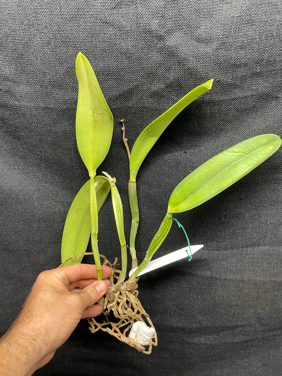 C. lueddemanniana `Leslie&