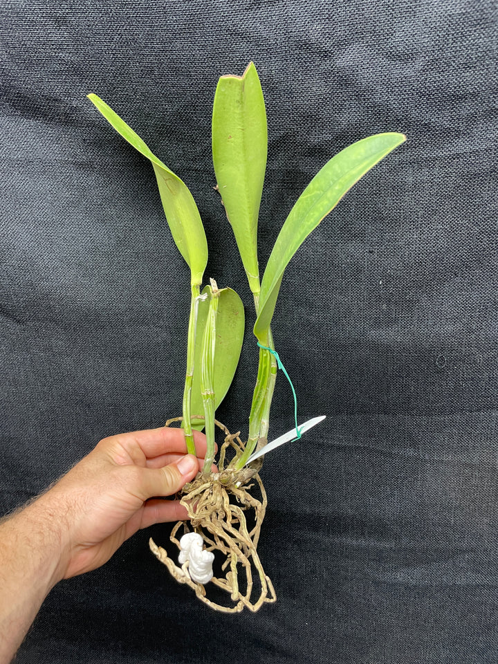 C. lueddemanniana `Leslie&