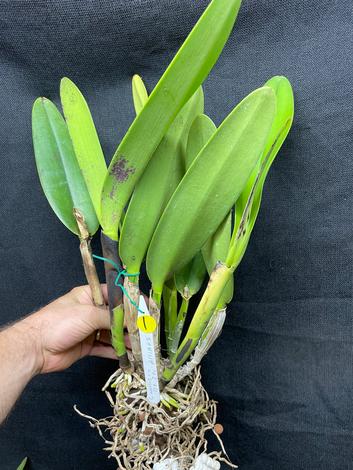 C. wallisii (eldorado) `Mt. Ito&