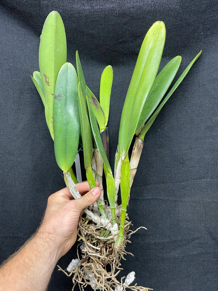 C. wallisii (eldorado) `Mt. Ito&