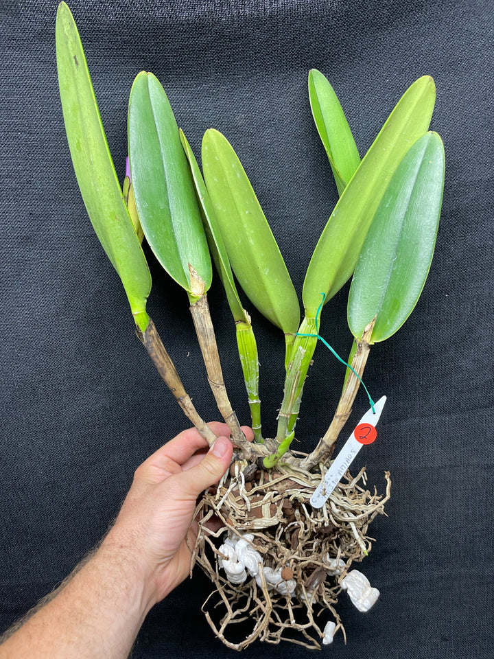 C. wallisii (eldorado) `Mt. Ito&